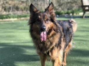 Bruce - Male A Crossbreed Photo