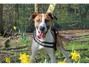 Buddy - Male A Crossbreed Photo