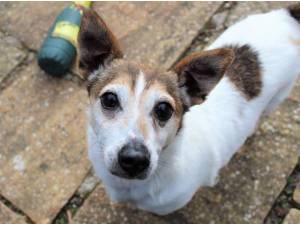 Cashew - Male Jack Russell Terrier (JRT) Photo