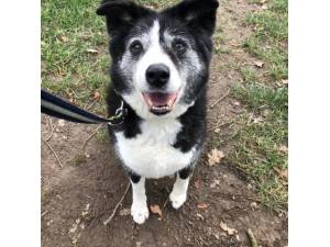 Cassie - Female Collie Cross (Border) Photo