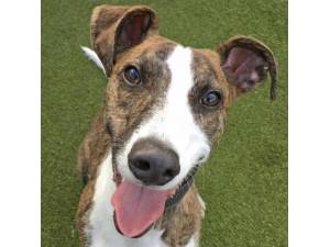 Charlie - Male Lurcher Photo