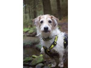 Dexter - Male Jack Russell Terrier (JRT) Photo
