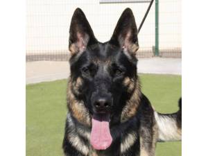 Freyja - Female German Shepherd Dog (GSD / Alsatian) Photo