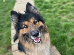 Kaiser - Male German Shepherd Dog (GSD / Alsatian) Photo