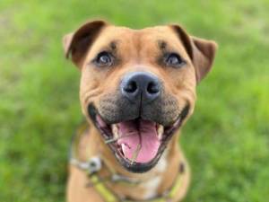 Layla - Female Staffordshire Cross (SBT) Photo
