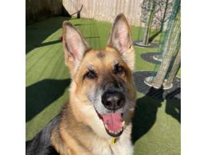 Loki - Male German Shepherd Dog (GSD / Alsatian) Photo