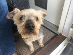 Mac - Male Terrier: Yorkshire Photo
