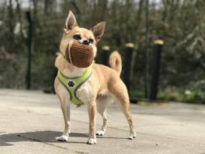 Poppet - Female Chihuahua: Short Hr Photo