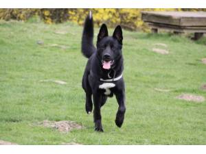 Ronan - Male German Shepherd Dog (GSD / Alsatian) Photo