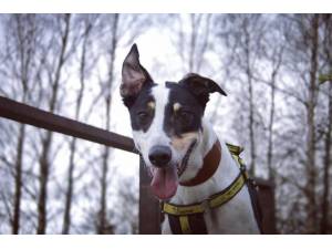 Rowland - Male Greyhound Photo