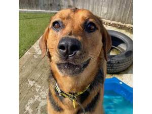 Scout - Male Rottweiler Photo