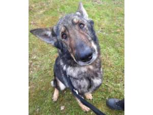 Tia - Female German Shepherd Dog (GSD / Alsatian) Photo