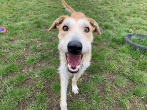 Tyson - Male Lurcher Photo