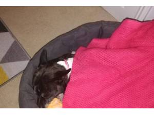 Suzy - Female Terrier (Staffordshire Bull) Photo