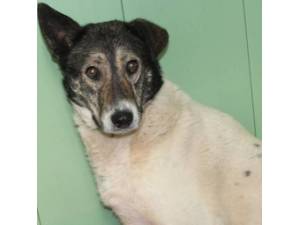 Betty - Female Cross Breed Photo