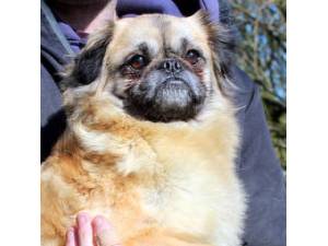Jenny - Female Pug Cross Photo