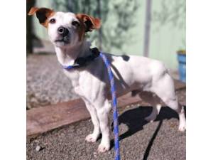 Hovis - Male Jack Russell Terrier Photo