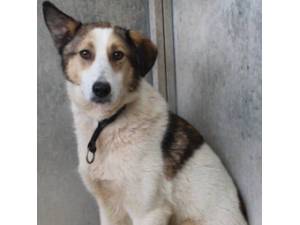 Dylan - Male Cross Breed Photo