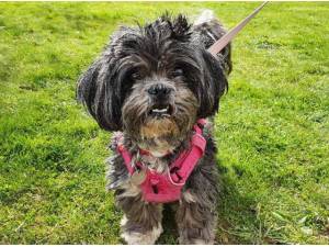 POPPY - Lhasa Apso Photo