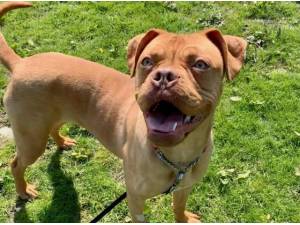 ESME - Dogue de Bordeaux Photo
