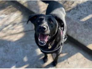 TRIXIE - Labrador Retriever
crossbreed Photo