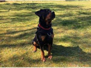 TEDDY - Rottweiler
crossbreed Photo