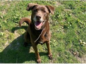 YOGI - Labrador Retriever
crossbreed Photo