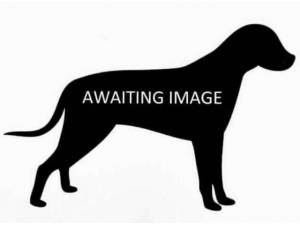 BRUCE - Bull Terrier Photo