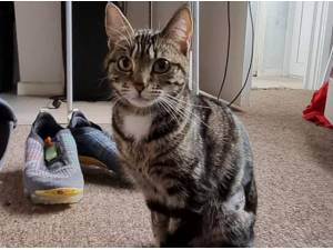 PRINCESS - Domestic Shorthair
crossbreed Photo