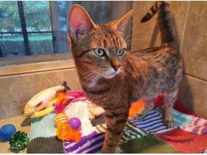 RUTH - Domestic Shorthair
crossbreed Photo