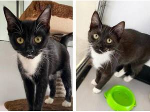 SADIE AND SARAH - Domestic Shorthair
crossbreed Photo