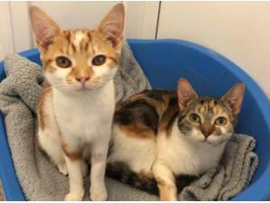 BERRY AND SNIFFLES - Domestic Shorthair
crossbreed Photo