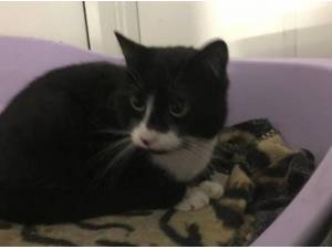 DUSTY - Domestic Shorthair
crossbreed Photo