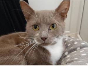ASH - Domestic Shorthair
crossbreed Photo