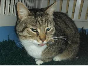 ARNA - Domestic Shorthair
crossbreed Photo