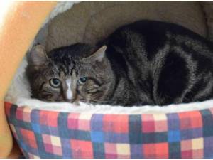 BUNNY - Domestic Shorthair
crossbreed Photo