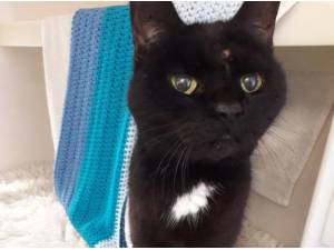 SKY - Domestic Shorthair
crossbreed Photo