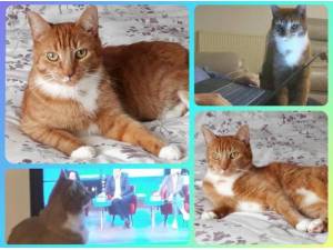 LELO - Domestic Shorthair
crossbreed Photo