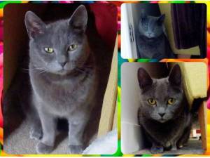 ZOE - Domestic Shorthair
crossbreed Photo