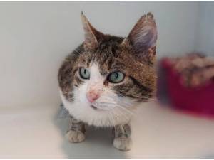 OSCAR - Domestic Shorthair
crossbreed Photo