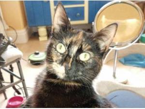 NOVA - Domestic Shorthair
crossbreed Photo