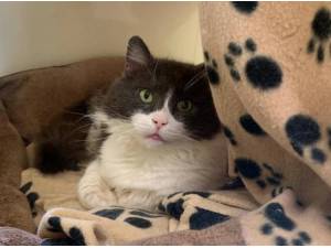 STOKE - RURAL HOME - Domestic Longhair
crossbreed Photo