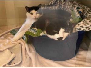 TEDDY - Domestic Shorthair
crossbreed Photo