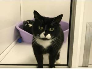TOM - Domestic Shorthair
crossbreed Photo