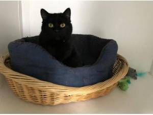 ELLA - Domestic Shorthair
crossbreed Photo
