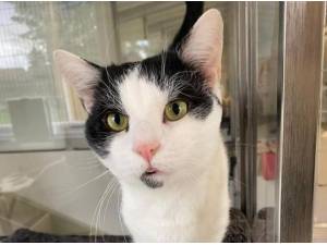 FREDDIE - Domestic Shorthair
crossbreed Photo