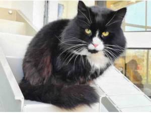 OREO - Domestic Semi
crossbreed Photo