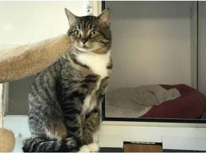 BUMBLE - Domestic Shorthair
crossbreed Photo