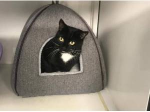 SPUD - Domestic Shorthair
crossbreed Photo