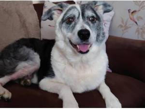 MAX - Border Collie
crossbreed Photo